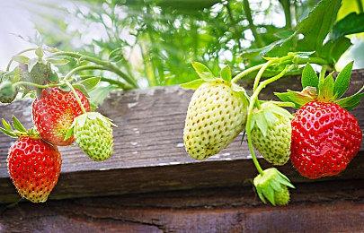 《最终幻想7EC》蒂法新服装展示 白色泳衣真诱人